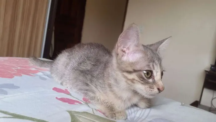 Gato ra a SRD idade Abaixo de 2 meses nome costelinha