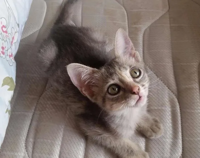 Gato ra a SRD idade Abaixo de 2 meses nome costelinha