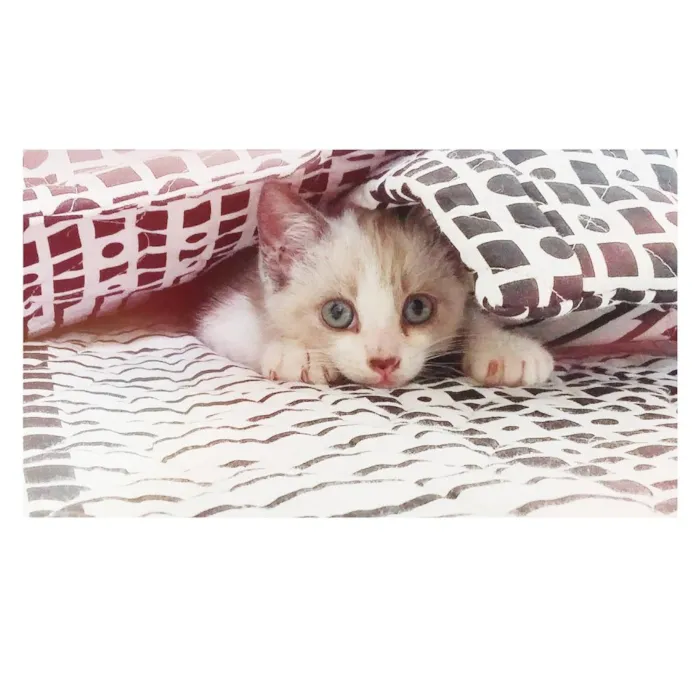 Gato raça  idade 2 a 6 meses nome arrepio