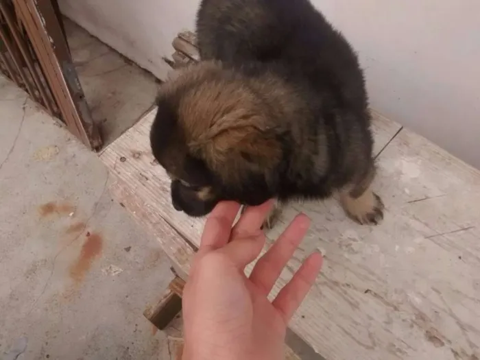 Cachorro ra a SRD idade 2 a 6 meses nome CHOCOLATÃO
