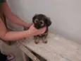 CHOCOLATÃO