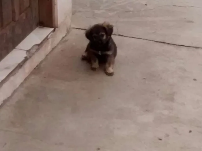 Cachorro ra a SRD idade 2 a 6 meses nome CHOCOLATÃO