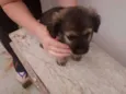 CHOCOLATÃO
