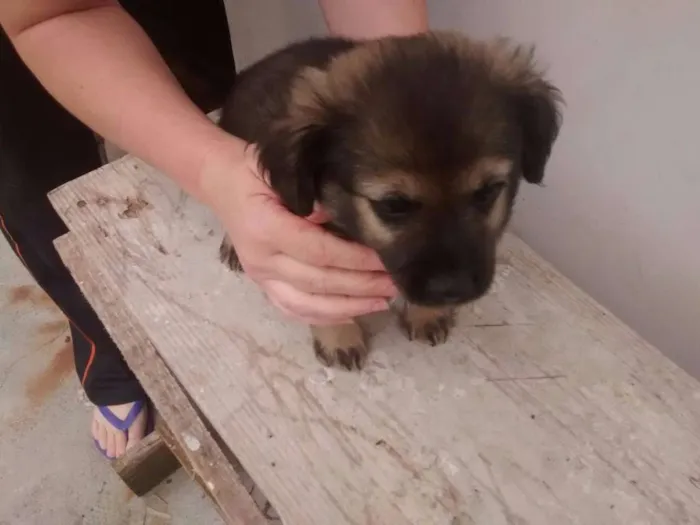 Cachorro ra a SRD idade 2 a 6 meses nome CHOCOLATÃO