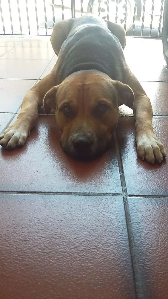Cachorro ra a Pit-Bull com Vira Lata idade 3 anos nome Pablo