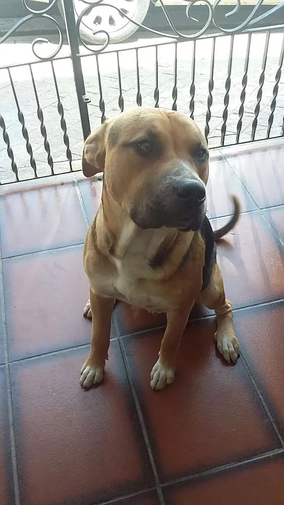 Cachorro ra a Pit-Bull com Vira Lata idade 3 anos nome Pablo