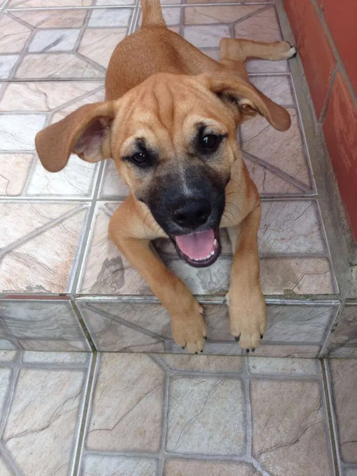 Cachorro ra a Não especificada idade 2 a 6 meses nome Scott