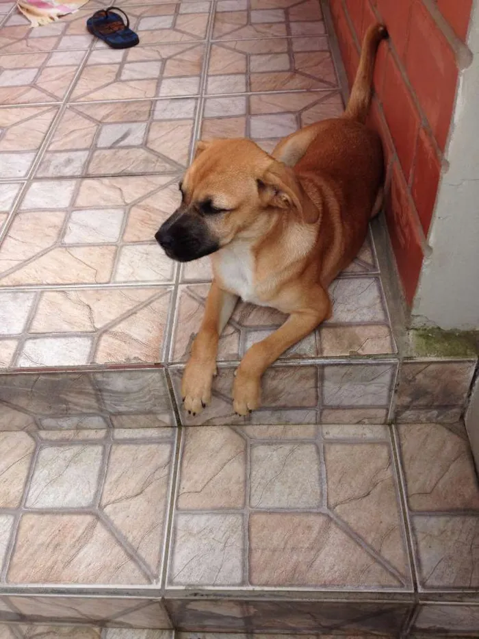 Cachorro ra a Não especificada idade 2 a 6 meses nome Scott