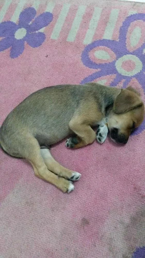 Cachorro ra a basset idade Abaixo de 2 meses nome Sem nome
