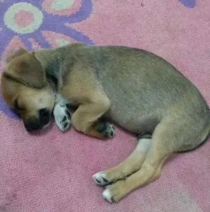 Cachorro raça basset idade Abaixo de 2 meses nome Sem nome