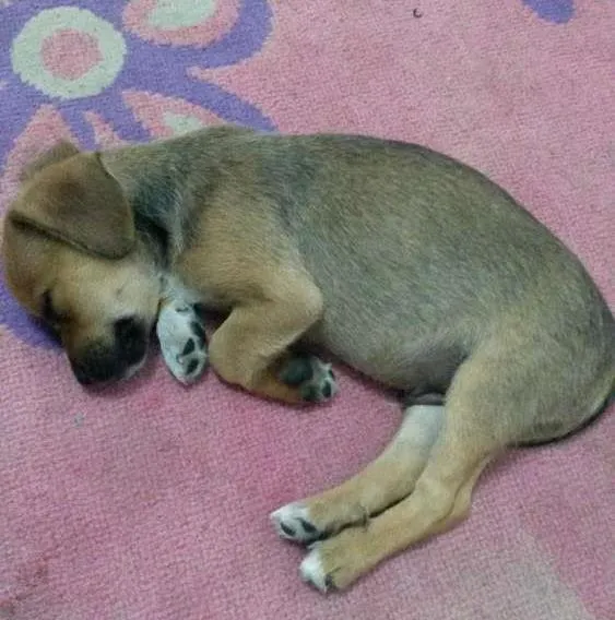 Cachorro ra a basset idade Abaixo de 2 meses nome Sem nome