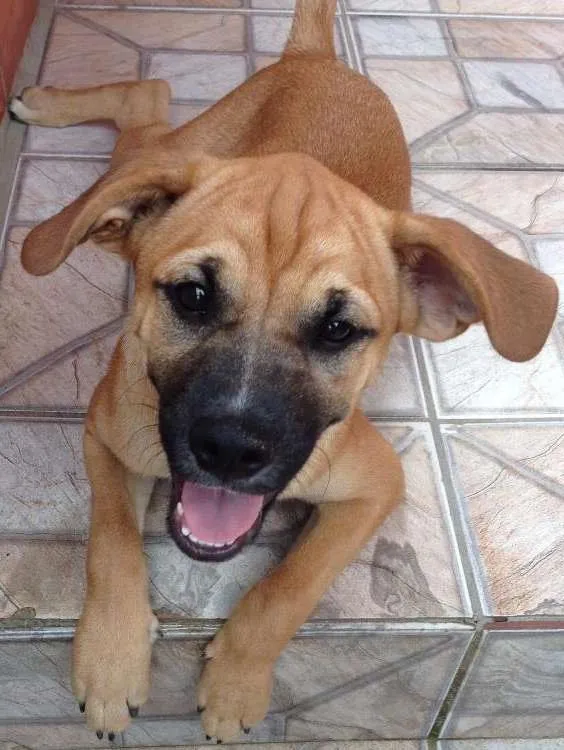 Cachorro ra a Não especificada idade 2 a 6 meses nome Scott