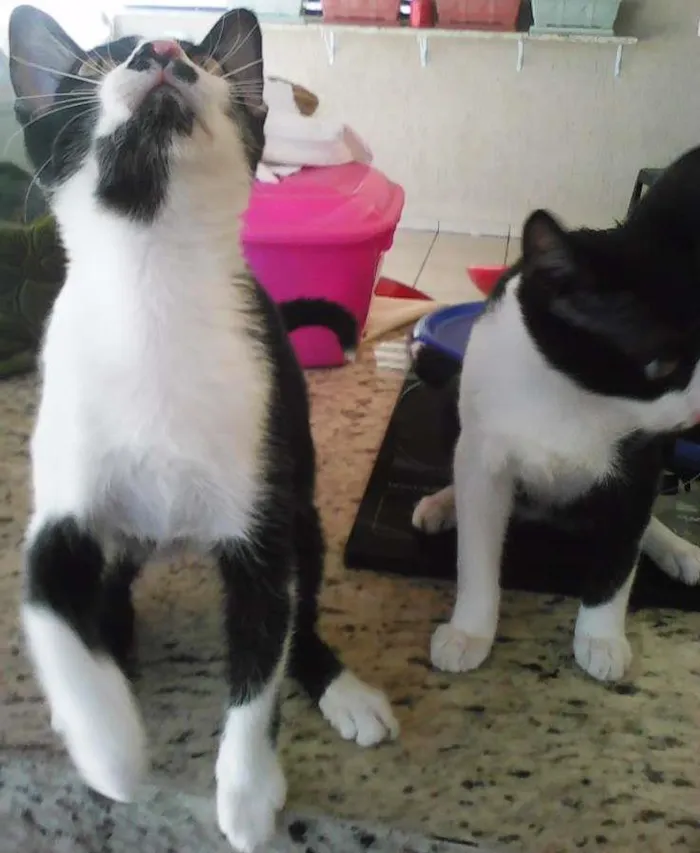 Gato ra a vira-lata idade 2 a 6 meses nome TARRASQUE e Panda