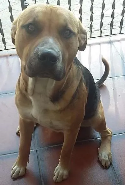Cachorro ra a Pit-Bull com Vira Lata idade 3 anos nome Pablo