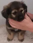 CHOCOLATÃO
