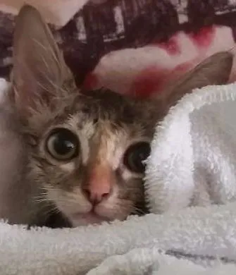 Gato ra a SRD idade Abaixo de 2 meses nome costelinha