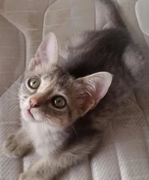 Gato raça SRD idade Abaixo de 2 meses nome costelinha