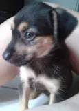 Pandinha e Bolinha