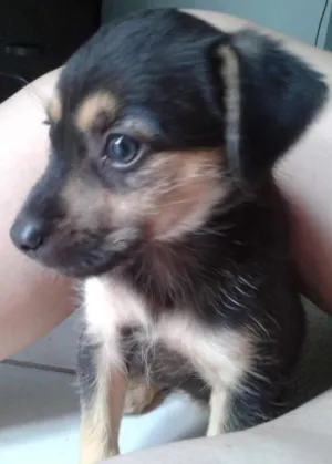 Cachorro raça Sem raça definida idade 2 a 6 meses nome Pandinha e Bolinha