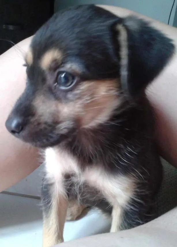 Cachorro ra a Sem raça definida idade 2 a 6 meses nome Pandinha e Bolinha