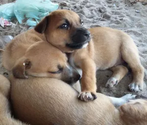 Cachorro raça vira-latas  idade 2 a 6 meses nome cachorros 