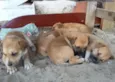 cachorros 