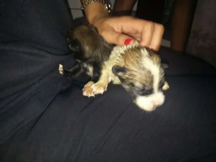 Cachorro ra a Vira Lata idade Abaixo de 2 meses nome Filhotes