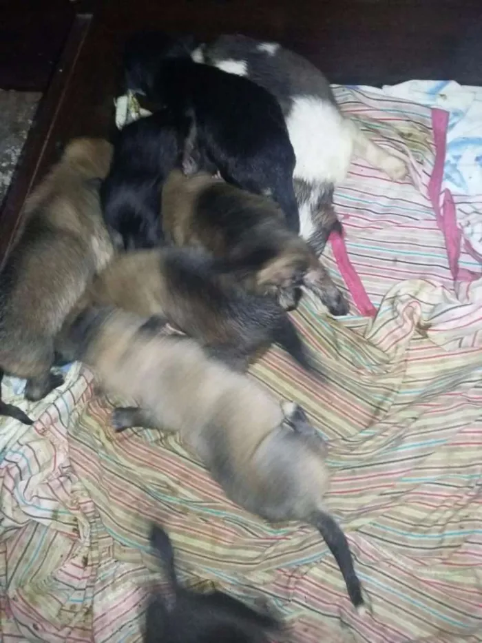 Cachorro ra a Vira Lata idade Abaixo de 2 meses nome Filhotes