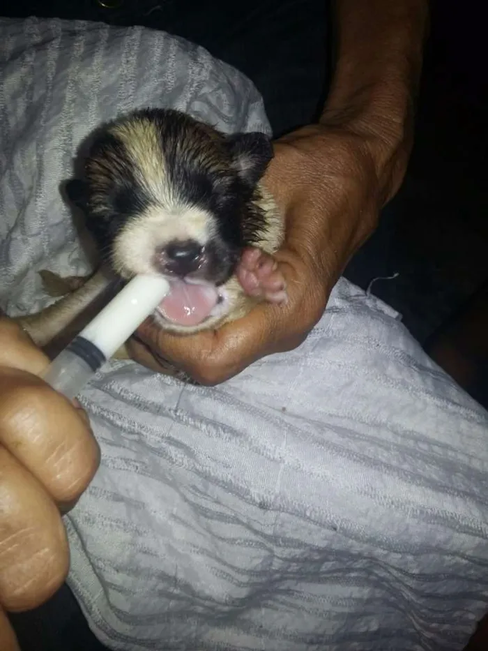 Cachorro ra a Vira Lata idade Abaixo de 2 meses nome Filhotes