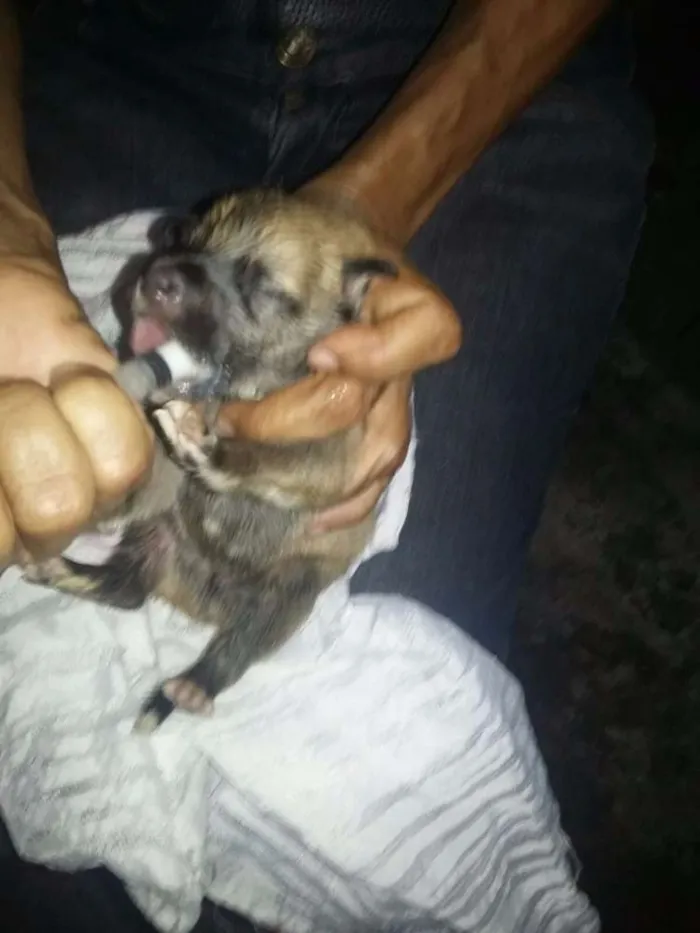 Cachorro ra a Vira Lata idade Abaixo de 2 meses nome Filhotes