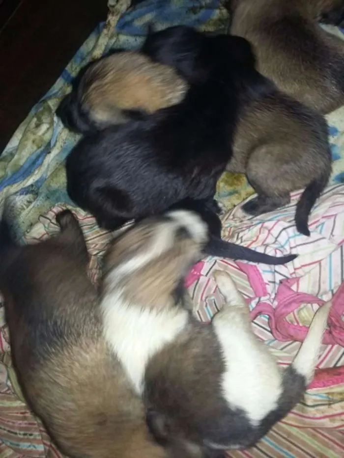 Cachorro ra a Vira Lata idade Abaixo de 2 meses nome Filhotes