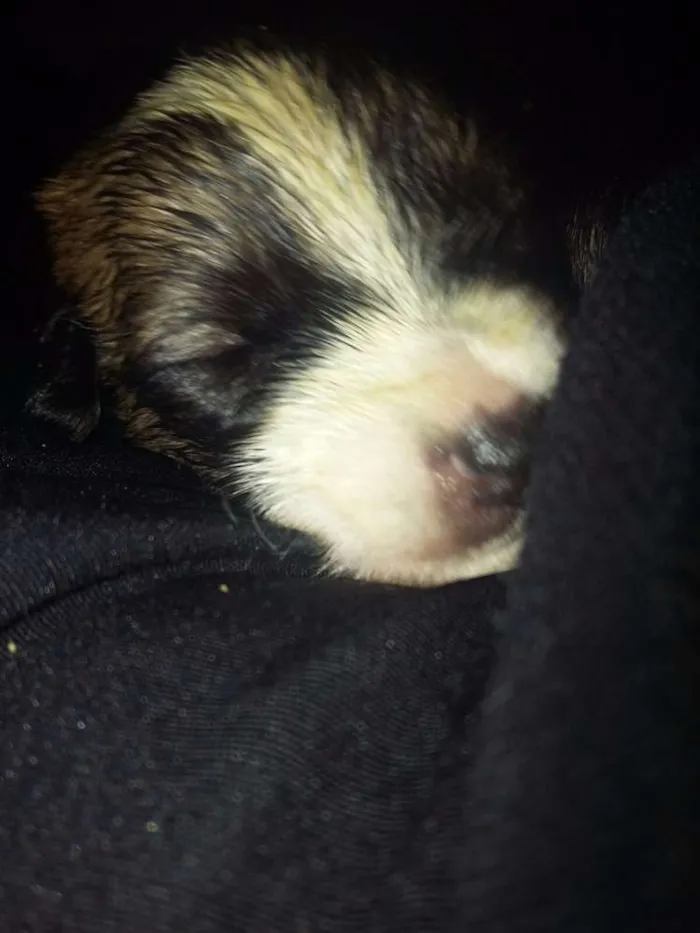Cachorro ra a Vira Lata idade Abaixo de 2 meses nome Filhotes