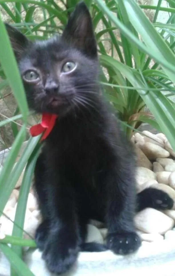 Gato ra a Vira Lata idade Abaixo de 2 meses nome ME ADOTE