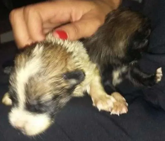 Cachorro ra a Vira Lata idade Abaixo de 2 meses nome Filhotes