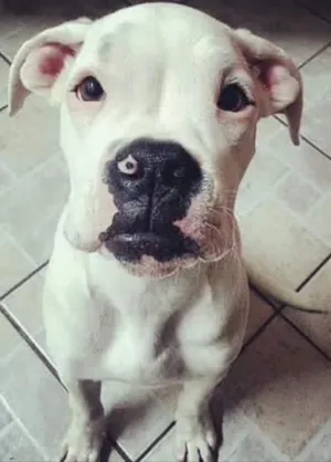 Cachorro raça Boxer idade 1 ano nome Onda