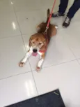 Kevin