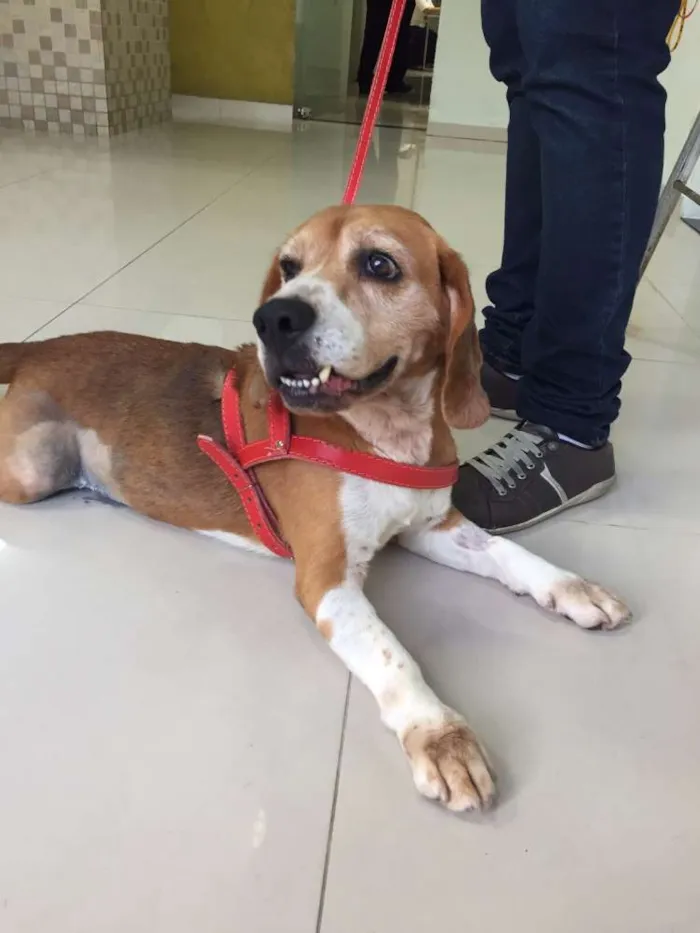 Cachorro ra a Beagle idade 4 anos nome Kevin