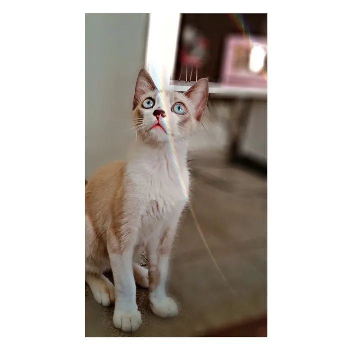 Gato raça  idade 2 a 6 meses nome arrepio