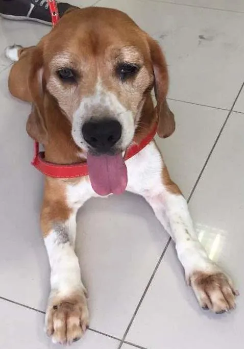 Cachorro ra a Beagle idade 4 anos nome Kevin
