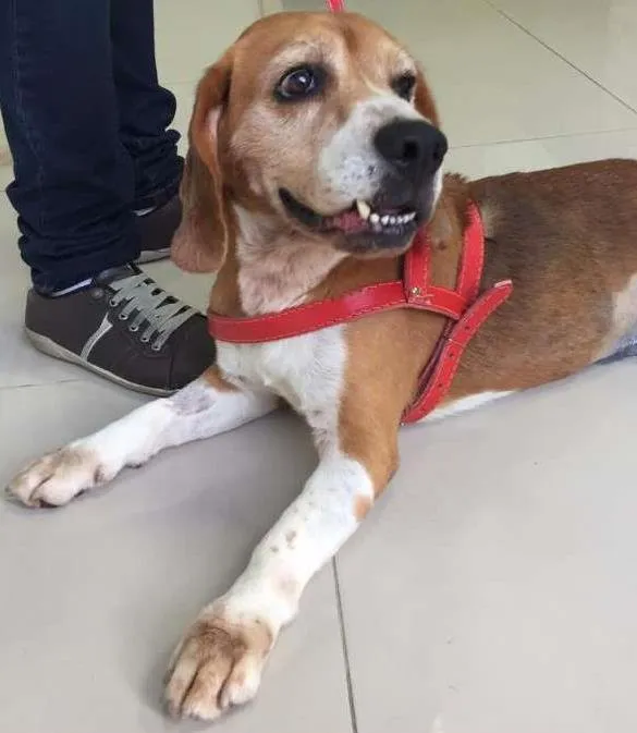 Cachorro ra a Beagle idade 4 anos nome Kevin
