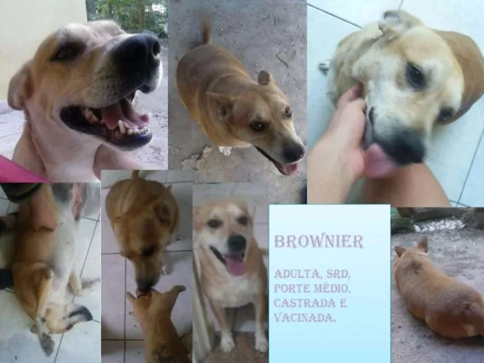 Cachorro raça SRD idade 3 anos nome Brownier