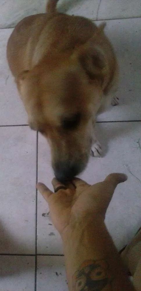 Cachorro raça SRD idade 3 anos nome Brownier