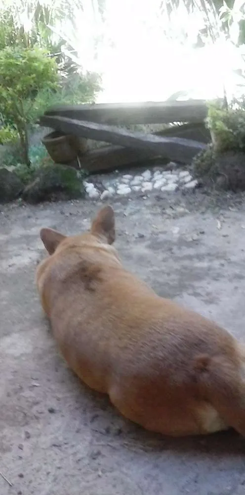 Cachorro raça SRD idade 3 anos nome Brownier