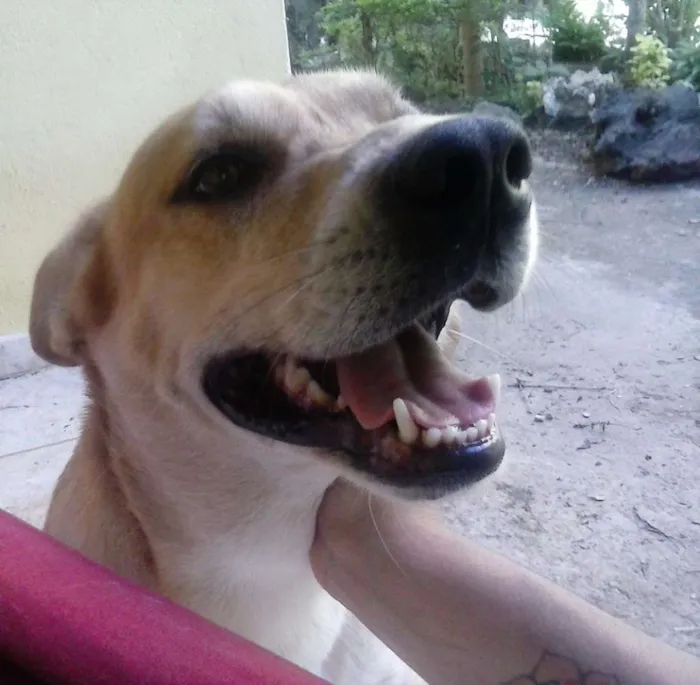 Cachorro raça SRD idade 3 anos nome Brownier