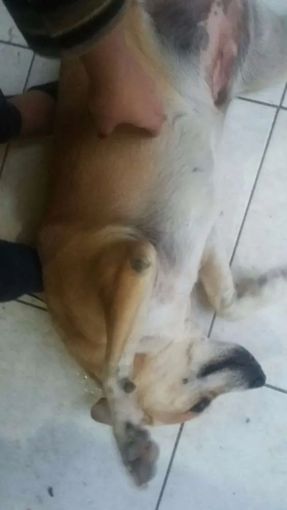 Cachorro raça SRD idade 3 anos nome Brownier