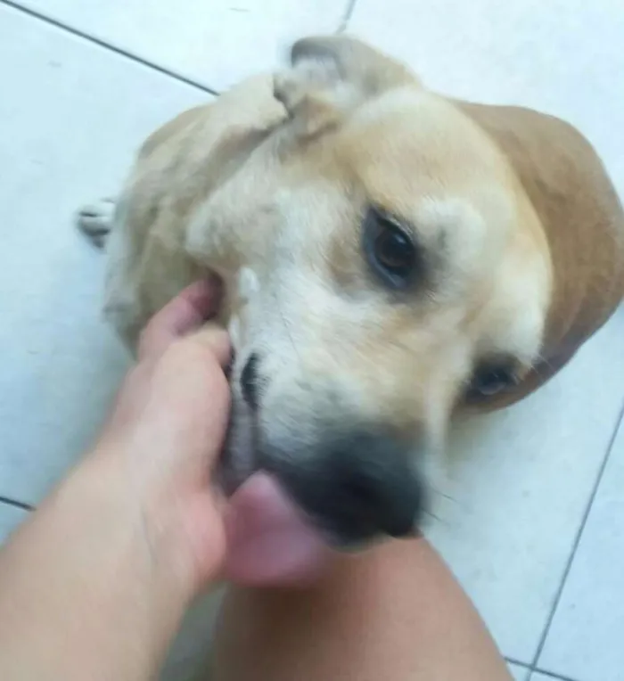 Cachorro raça SRD idade 3 anos nome Brownier