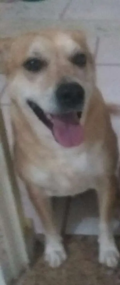 Cachorro raça SRD idade 3 anos nome Brownier