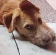 Cachorro raça Vira-lata idade 1 ano nome Mel