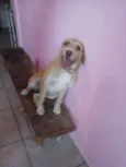 Cachorro raça Vira-lata idade 1 ano nome Mel