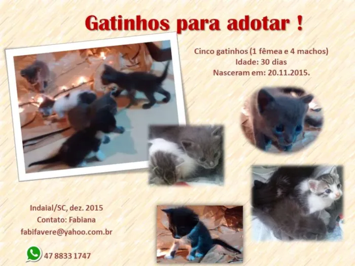 Gato ra a SRD idade Abaixo de 2 meses nome Filhotes